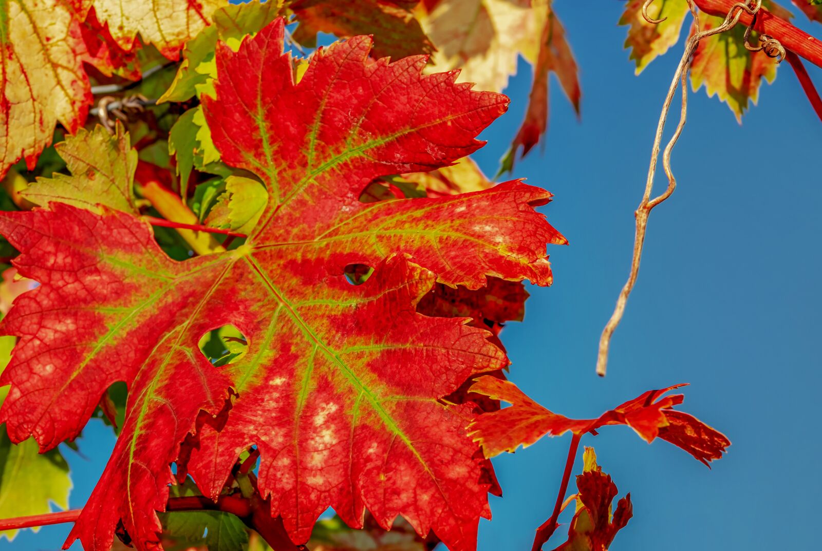 Fujifilm XF 55-200mm F3.5-4.8 R LM OIS sample photo. Wine leaf, fall color photography