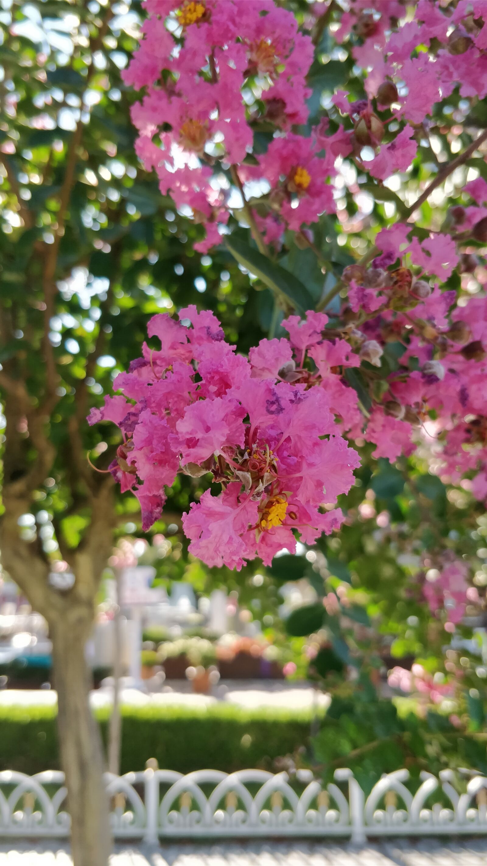 OnePlus 5 sample photo. Flowers, tree, beauty photography