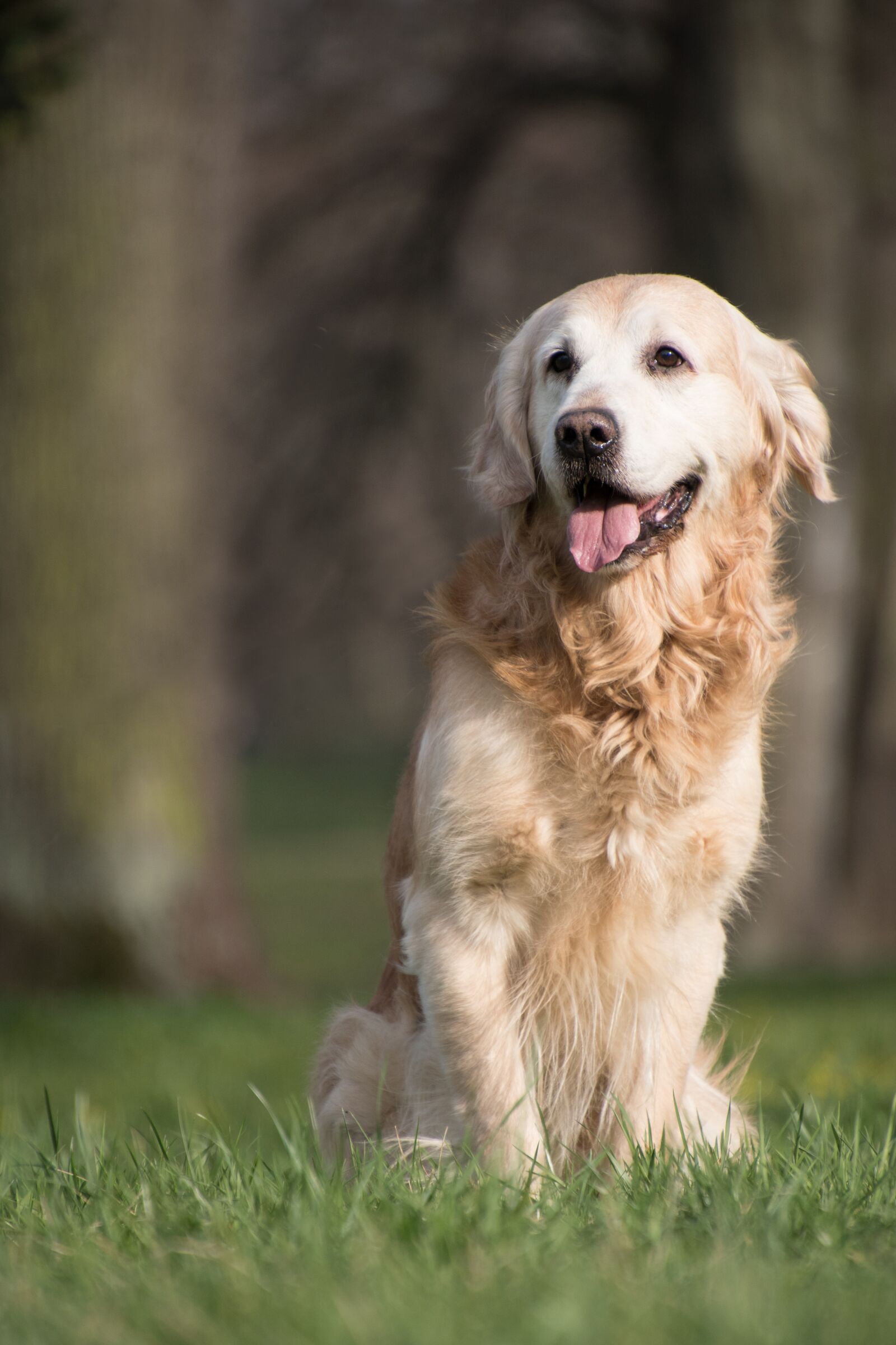 Nikon D5600 sample photo. Golden retriever, dog, animal photography