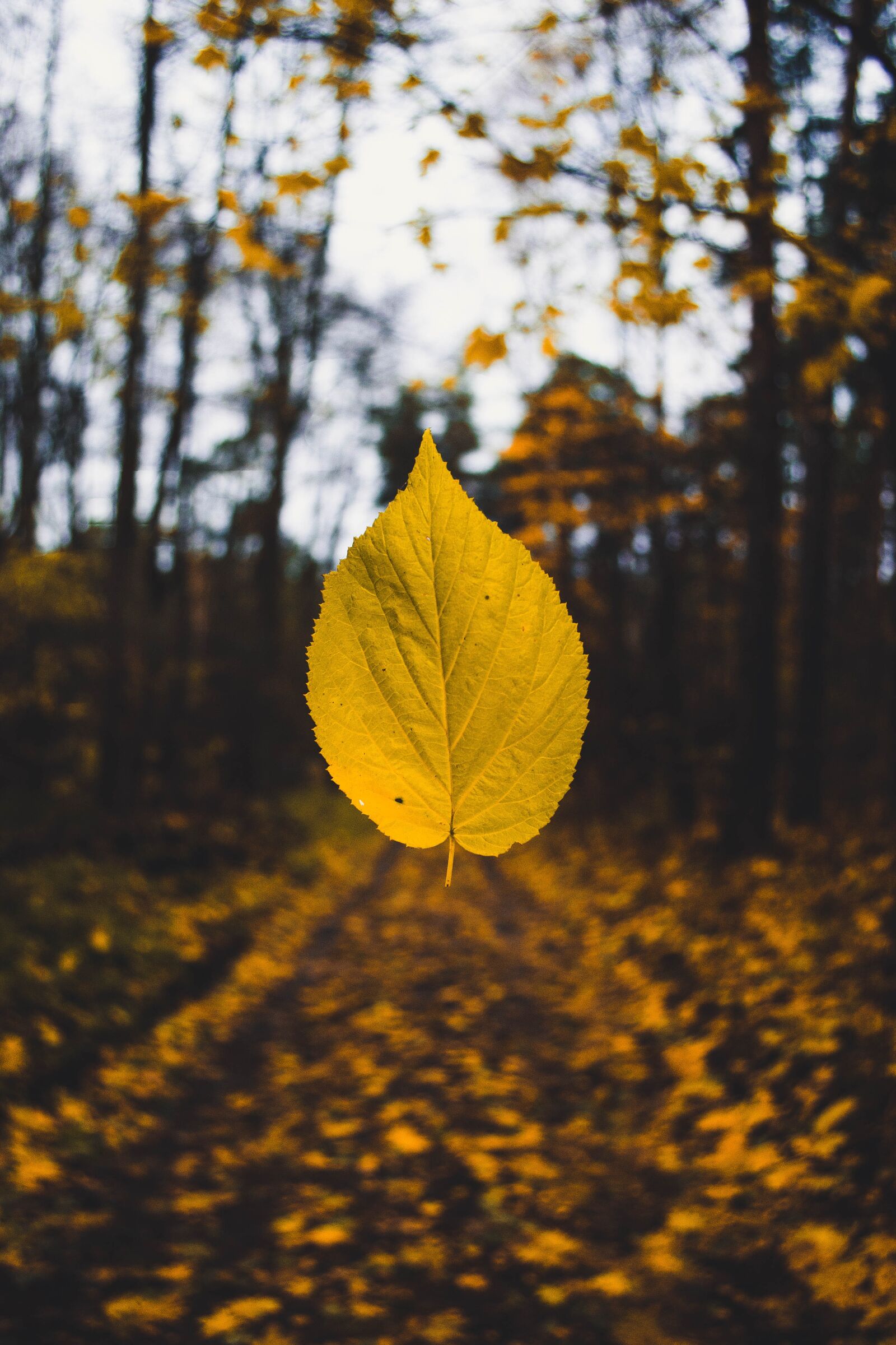 Nikon D3100 sample photo. Autumn, autumn colours, autumn photography