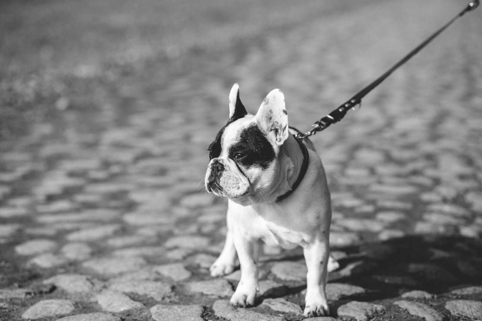 Canon EF 85mm F1.8 USM sample photo. Adorable, animal, autumn photography