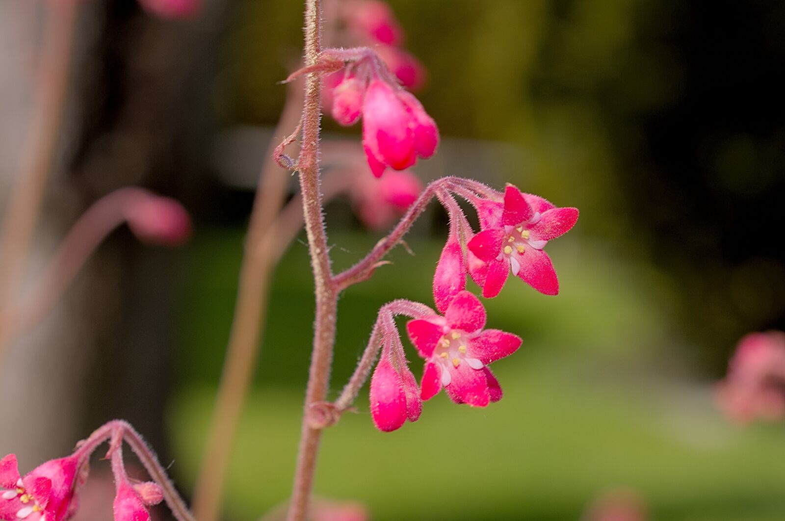 Nikon D7200 sample photo. Golden bells, flowers, red photography
