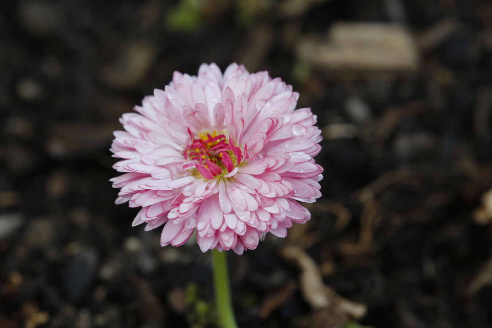 Canon EF 100mm F2.8L Macro IS USM sample photo. Flower, blossom, bloom photography