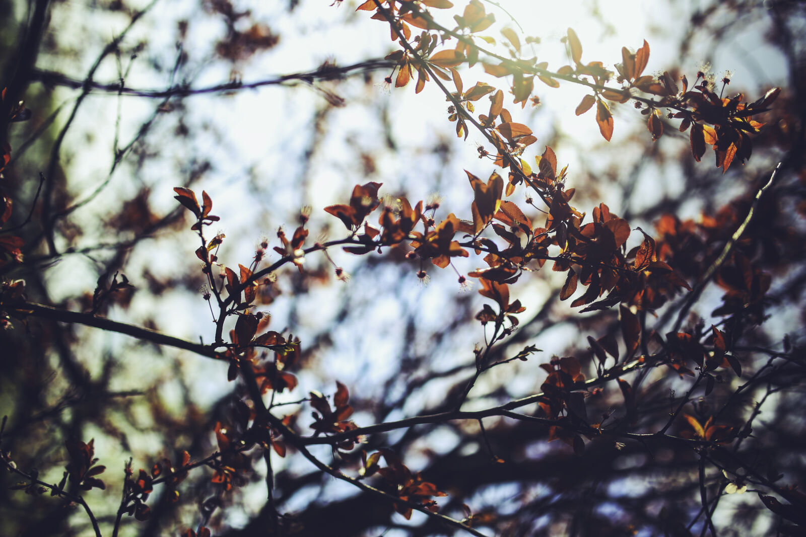 Canon EOS 6D + Sigma 35mm F1.4 DG HSM Art sample photo. Prunus, cerasifera, cherry, plum photography