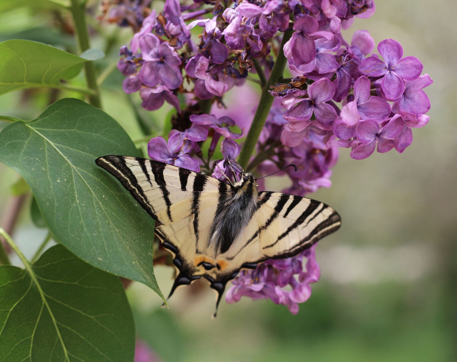 Canon EOS 700D (EOS Rebel T5i / EOS Kiss X7i) sample photo. Scarce swallowtail, swallowtail, butterfly photography