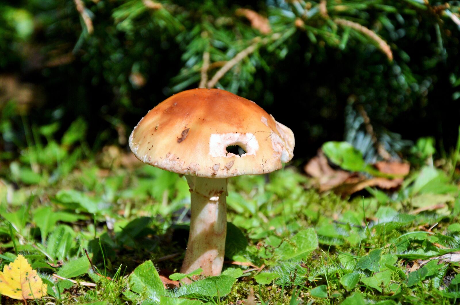 Nikon D3200 sample photo. Mushroom, disc fungus, forest photography