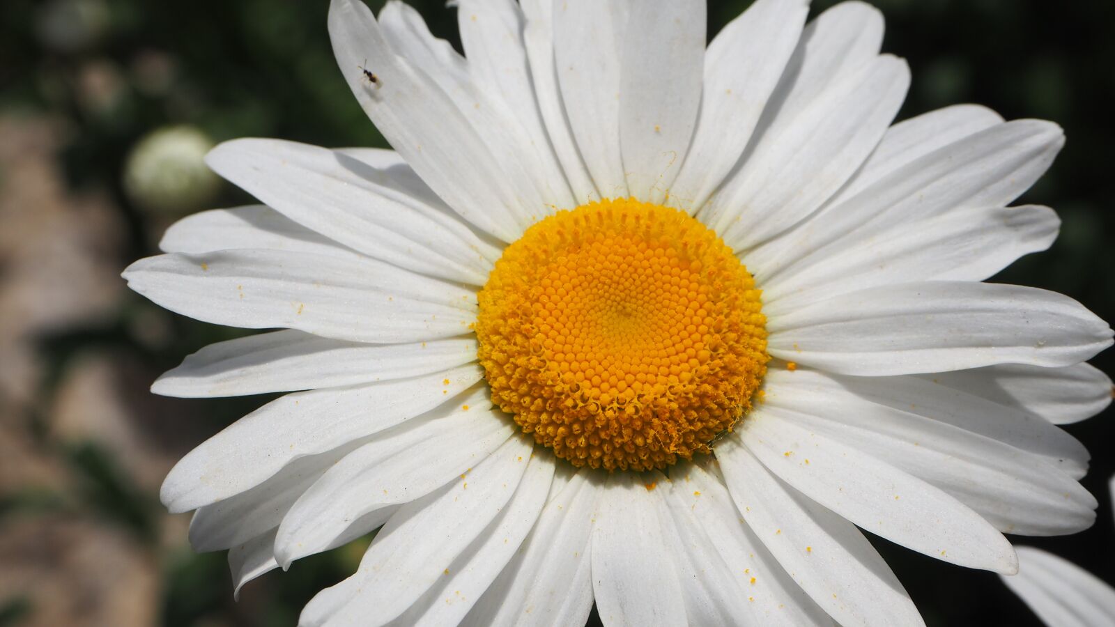 Olympus OM-D E-M10 II sample photo. White daisies, white, daisy photography
