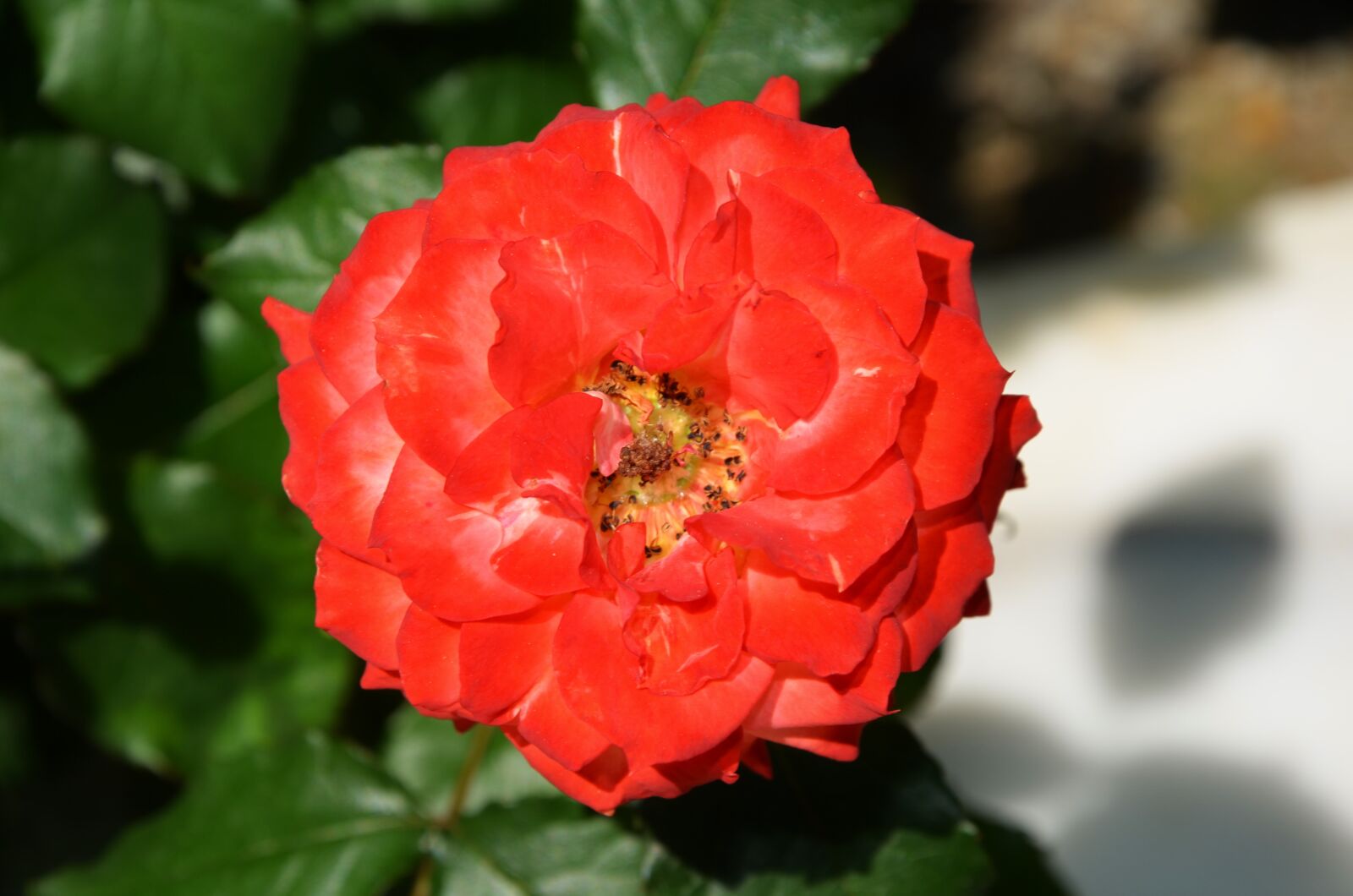 Nikon D7000 sample photo. Rose, flower, spring photography