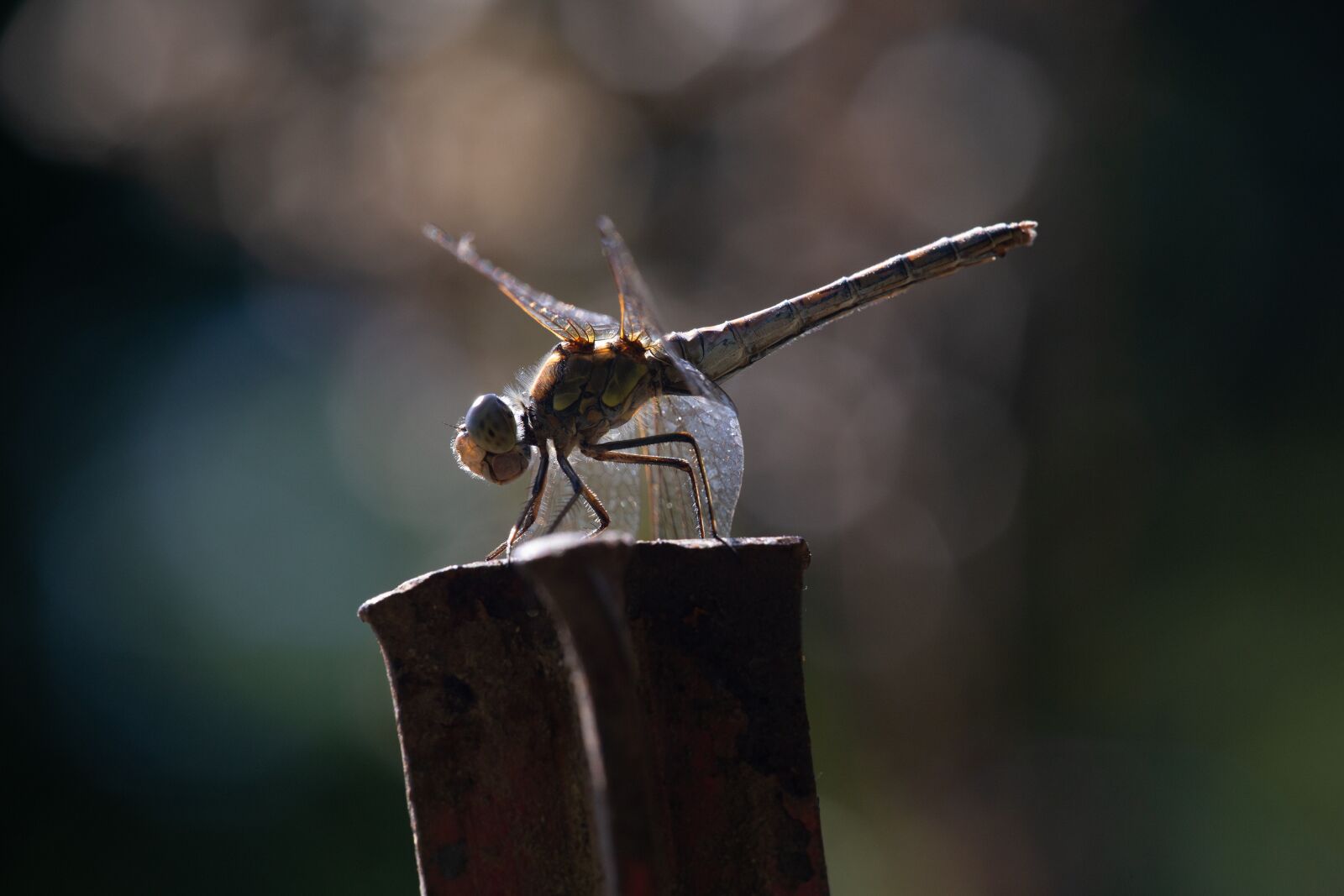 Canon EOS 6D sample photo. Dragonfly, insect, nature photography