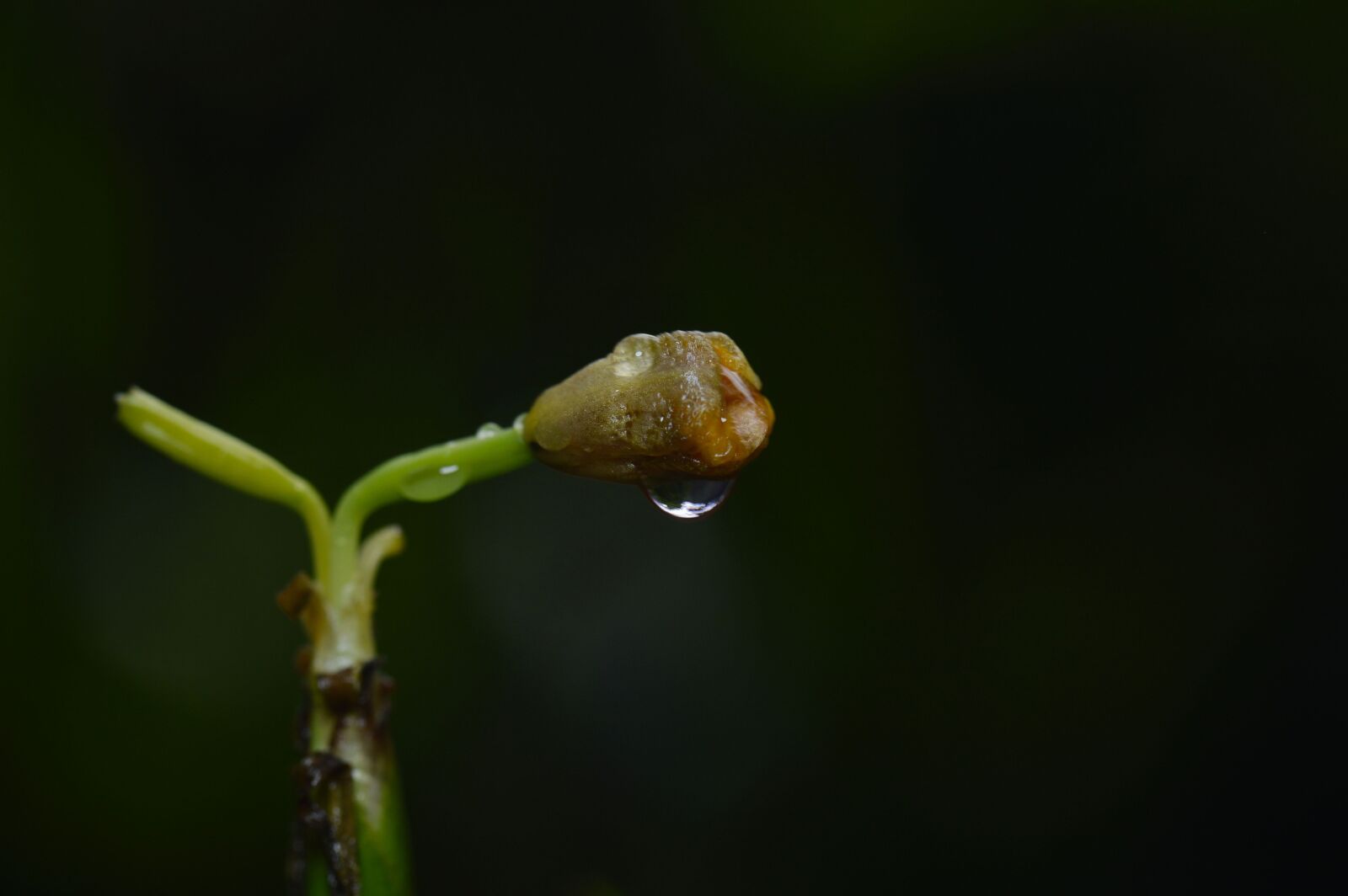 Nikon D3200 sample photo. Costa rica, plant, flower photography