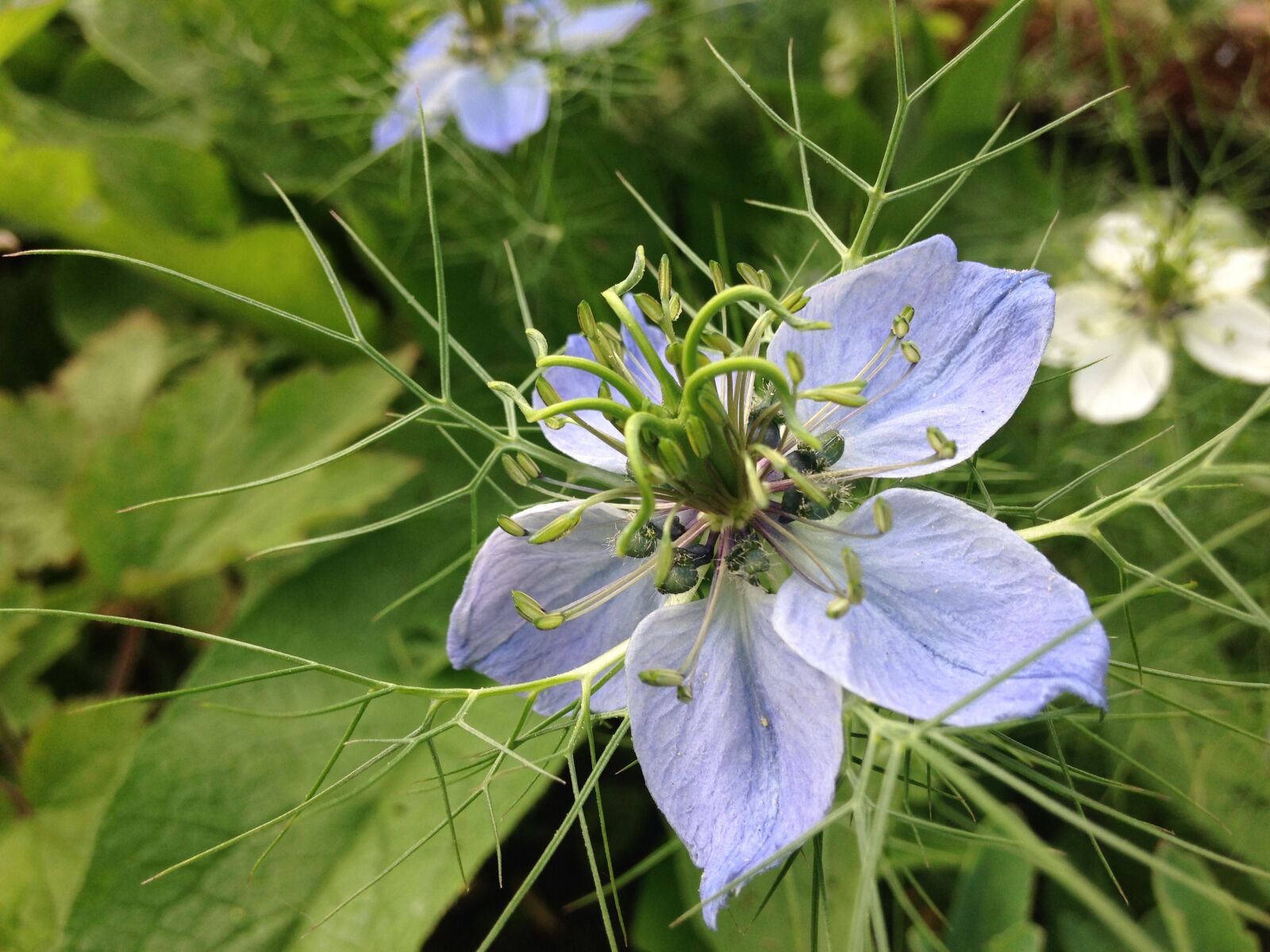 iPhone 5c back camera 4.12mm f/2.4 sample photo. Virgin in the green photography