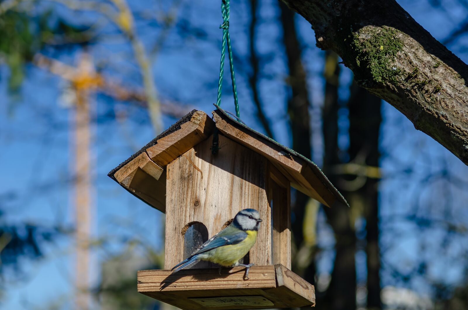 Nikon D7000 sample photo. Bird, tit, blue photography