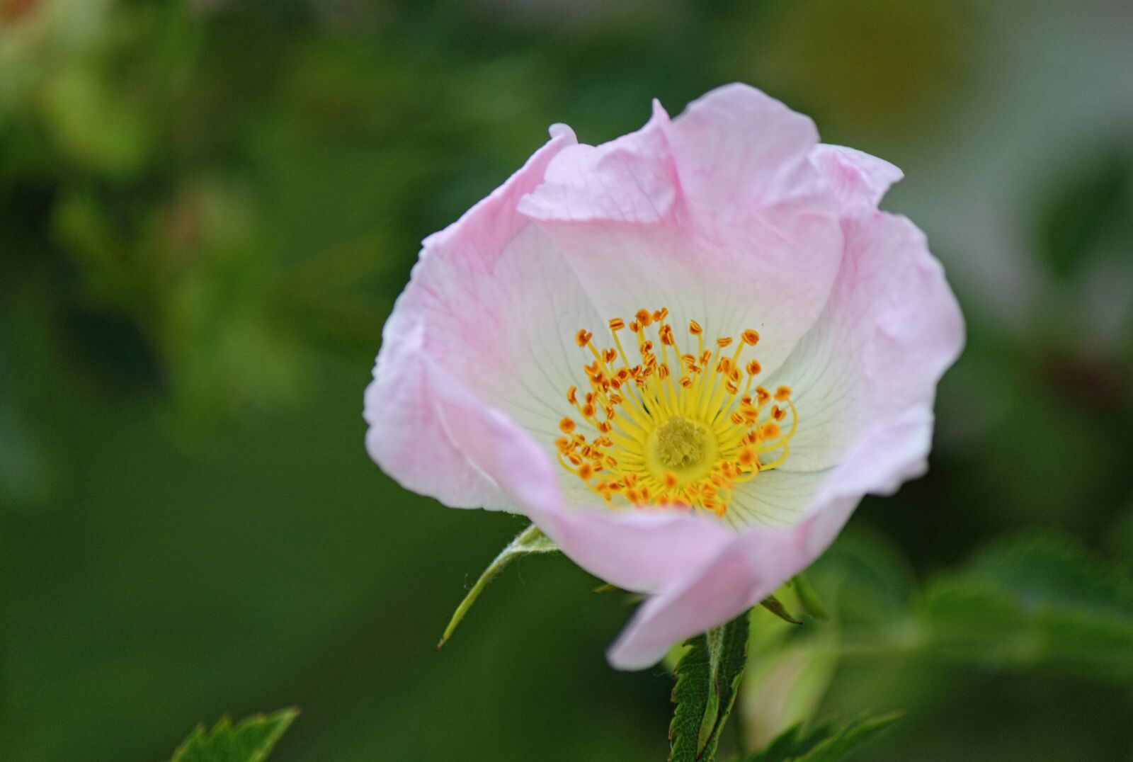 Canon EOS 500D (EOS Rebel T1i / EOS Kiss X3) sample photo. Dog rose, wild, rose photography