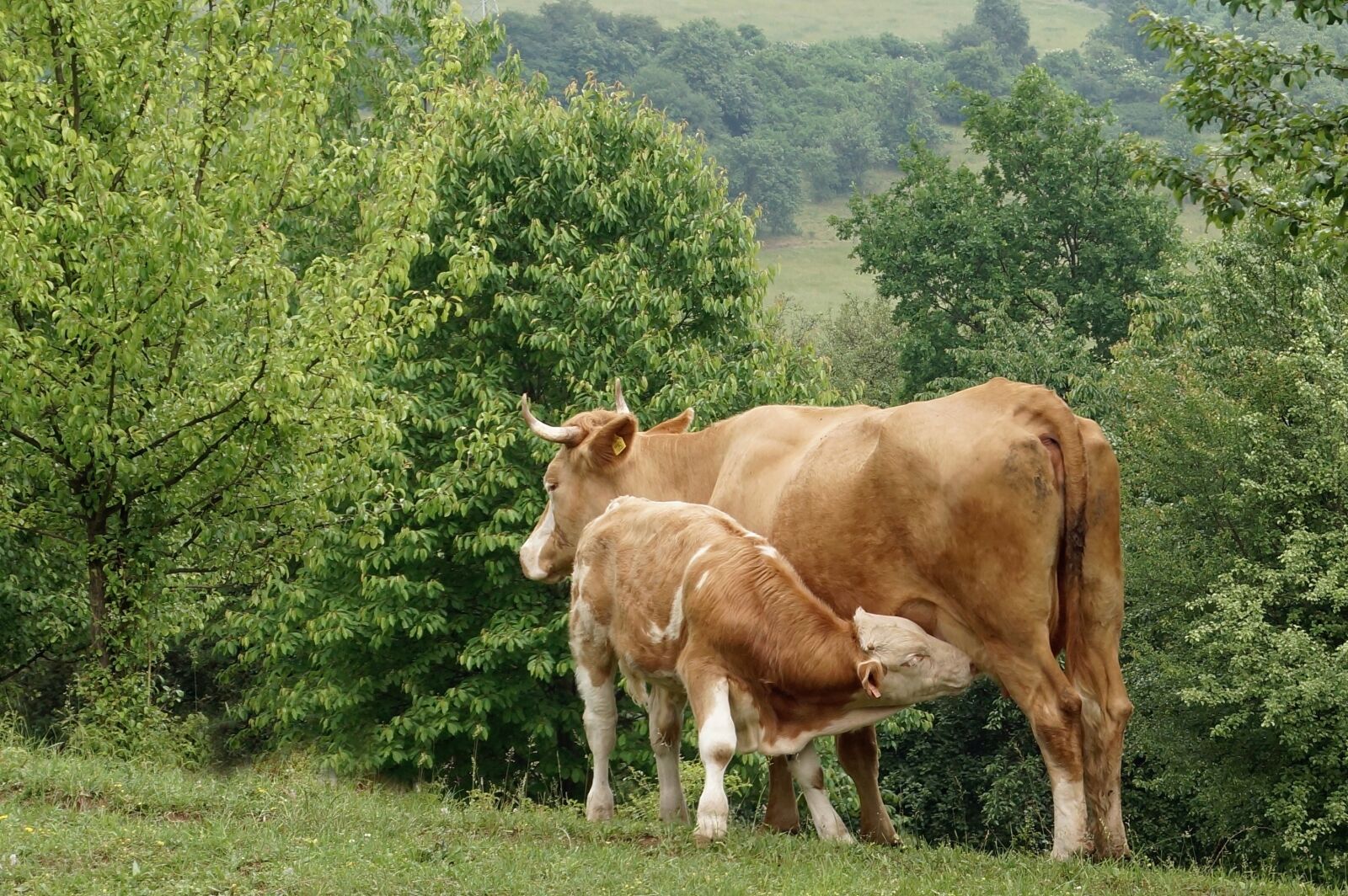 Sony SLT-A65 (SLT-A65V) sample photo. Calf, cow, feast photography