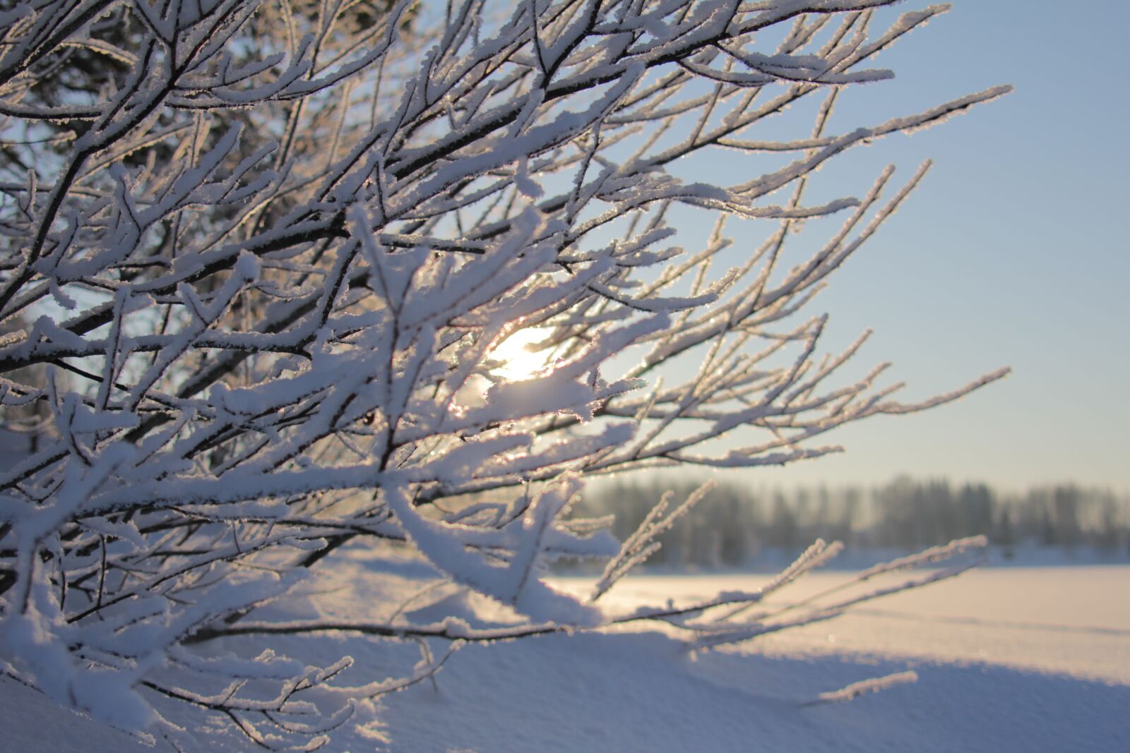 Canon EOS 550D (EOS Rebel T2i / EOS Kiss X4) sample photo. Frost, winter, nature photography