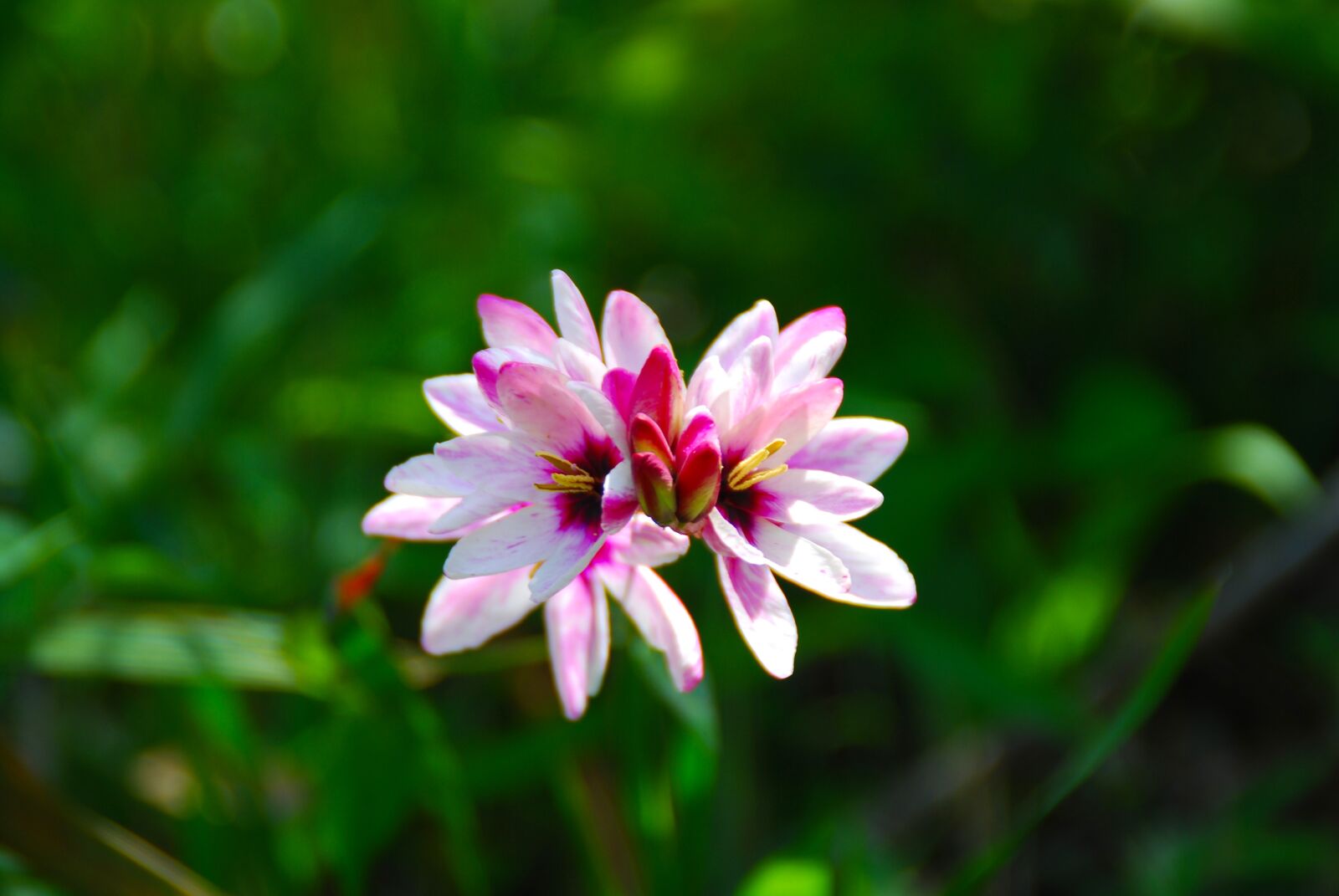 Nikon D40X sample photo. Flower, pink, pink flowers photography