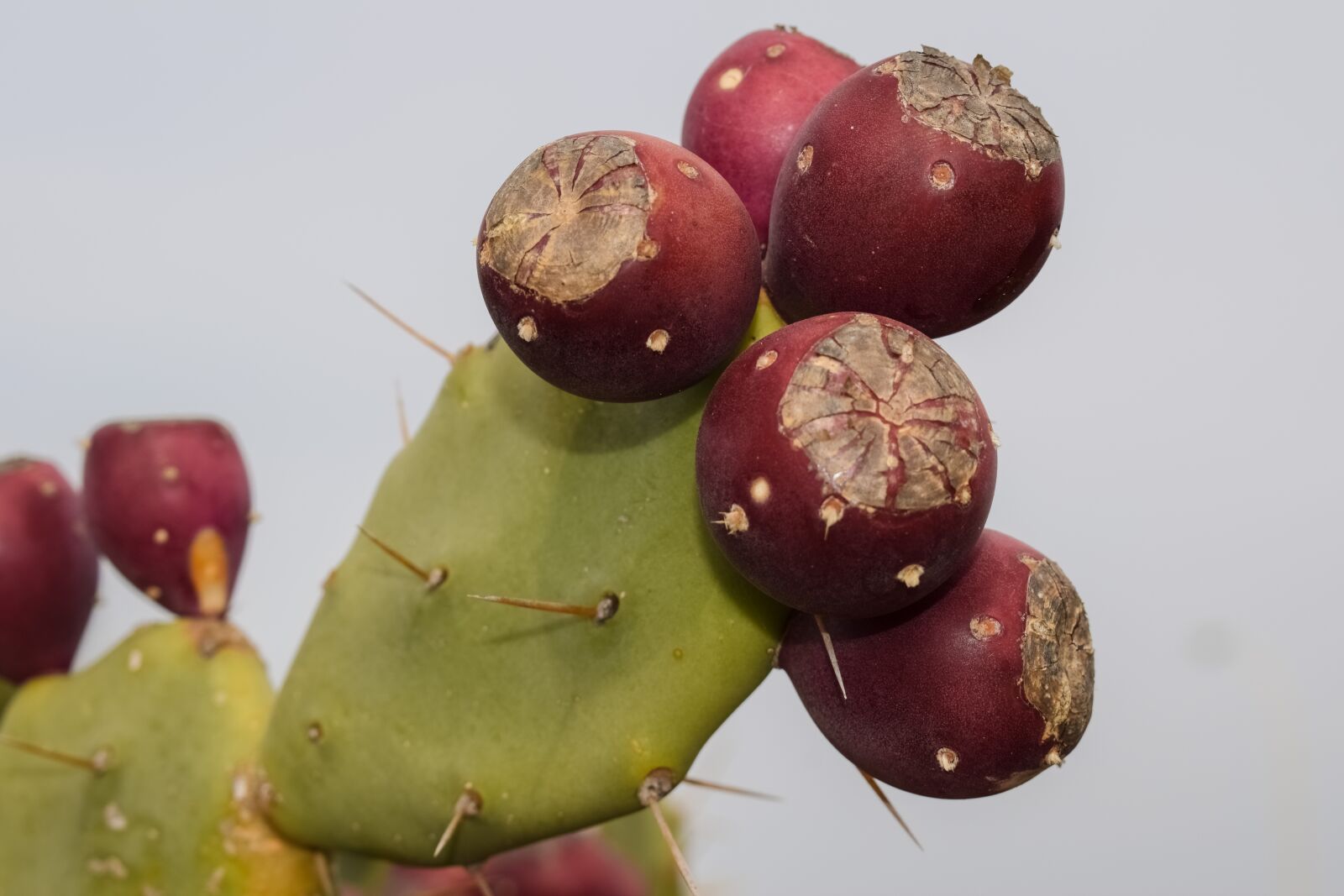 Nikon D3300 sample photo. Cactus, plant, nature photography
