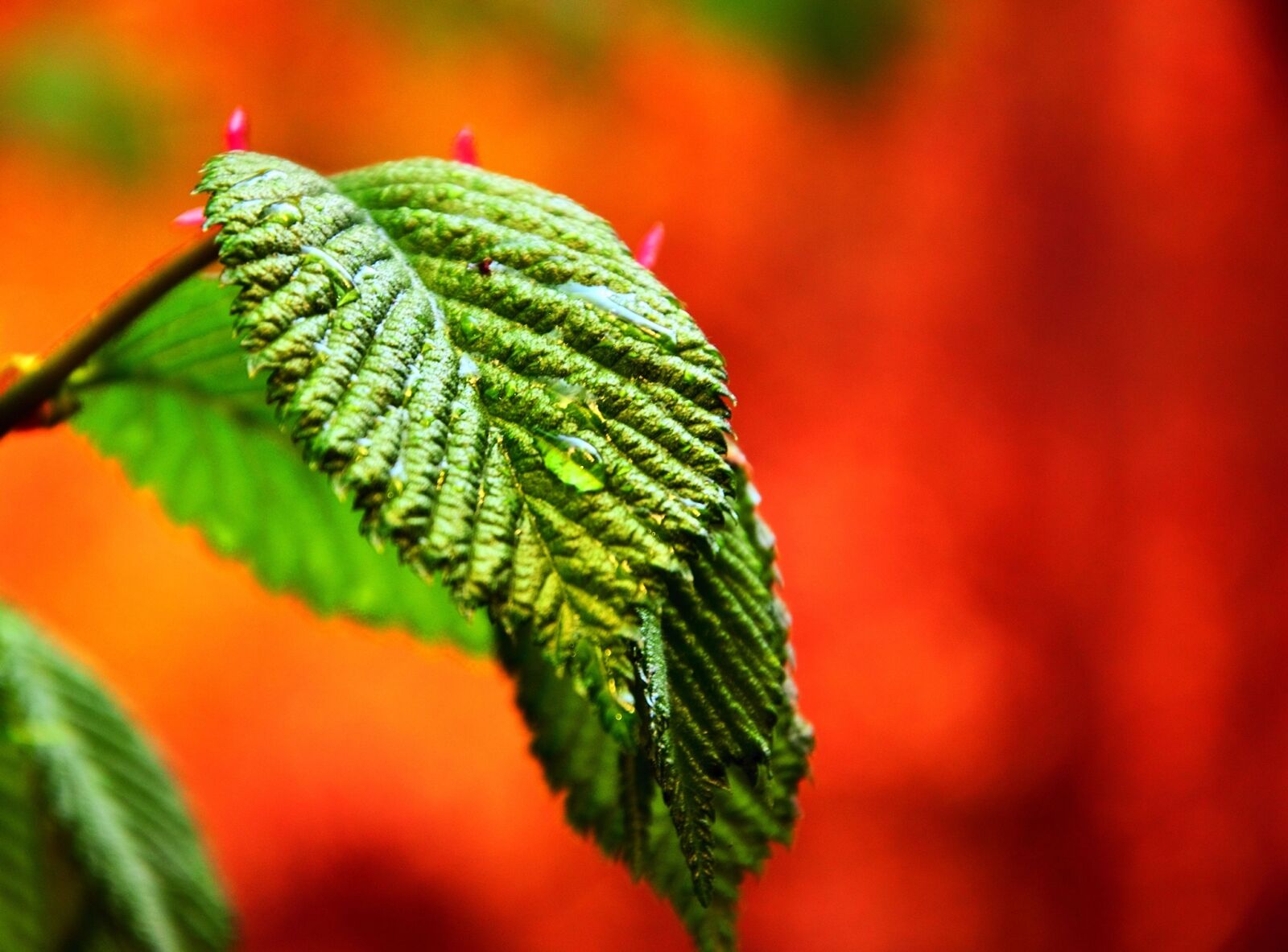 Nikon D5100 sample photo. Foliage, spring, nature photography