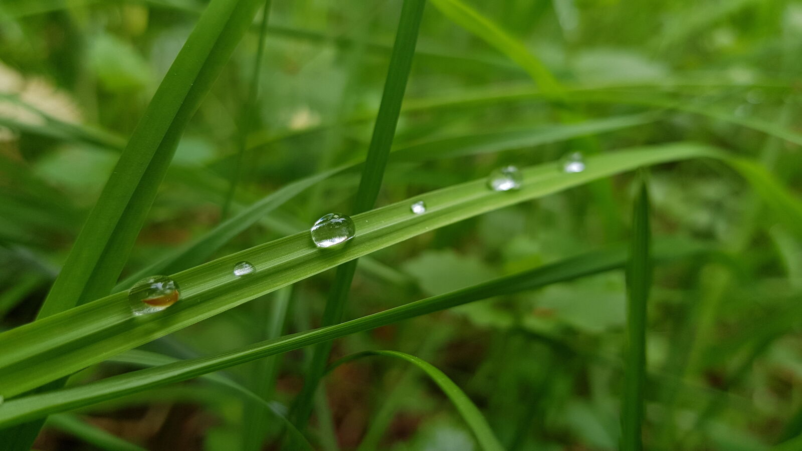 Samsung Galaxy S8+ sample photo. Close, up, dewdrops, droplets photography