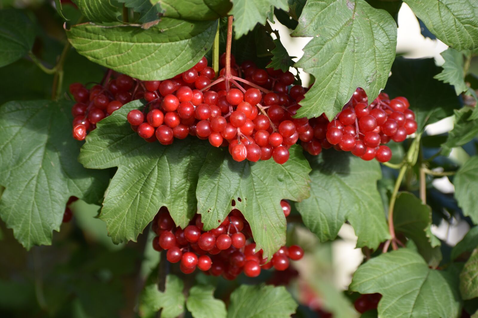 Nikon D3400 sample photo. Rowan, berry, red photography