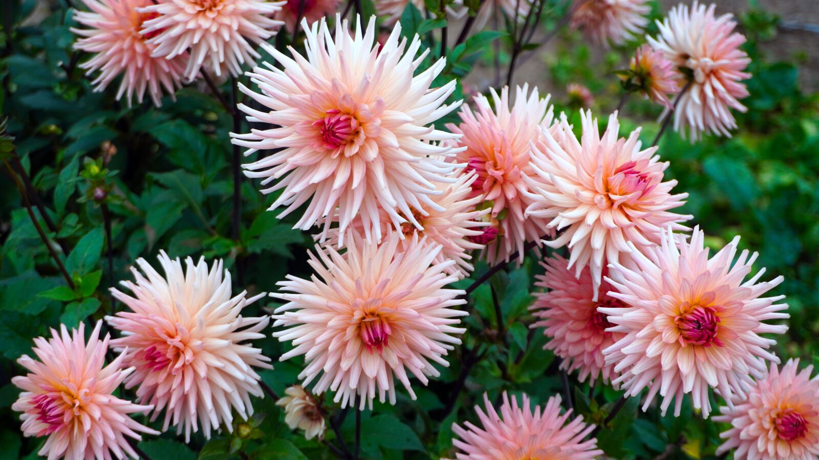 Sony a6400 sample photo. Dahlias, blossom, bloom photography