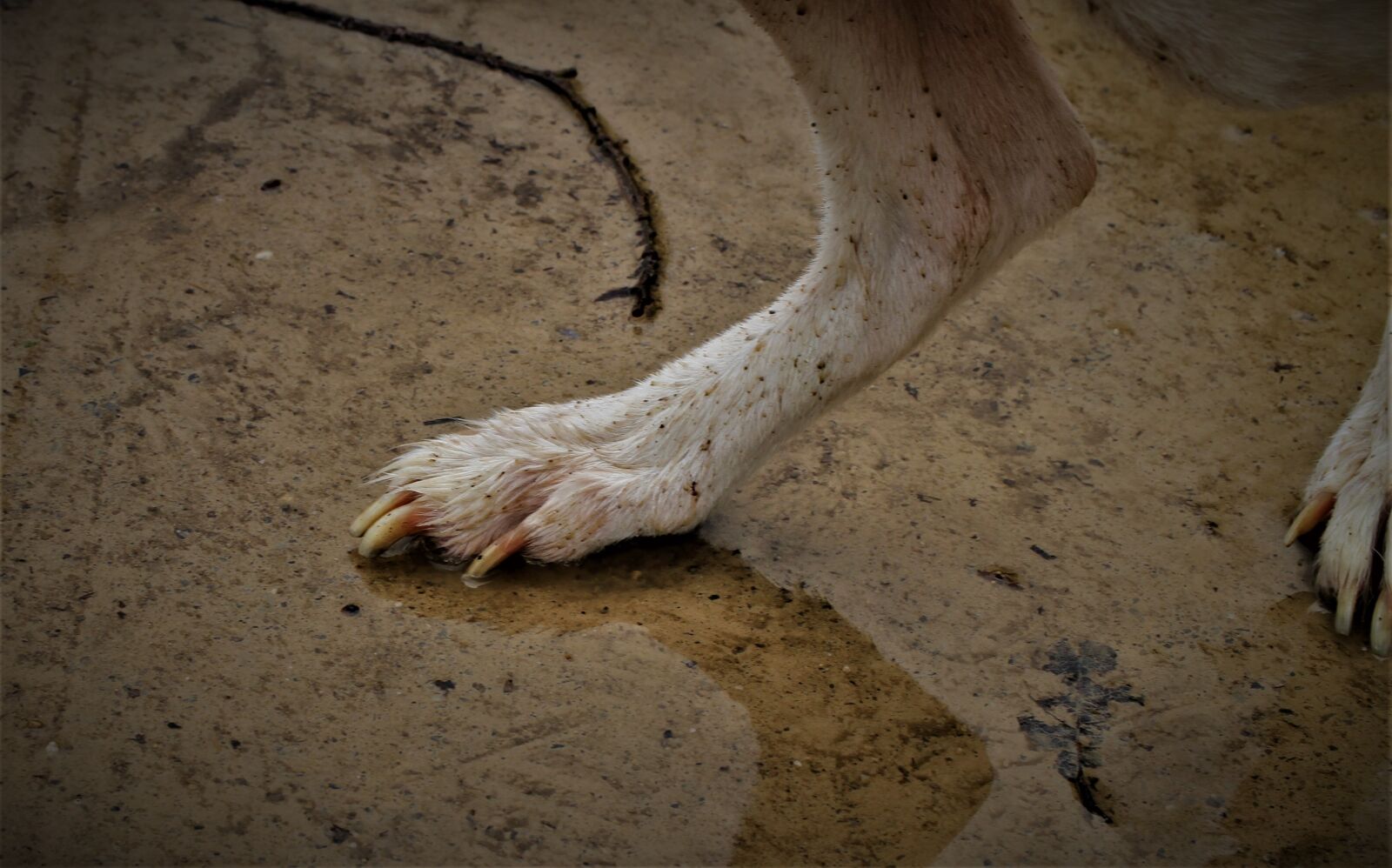 Canon EOS 7D sample photo. Dog paw, water, water photography