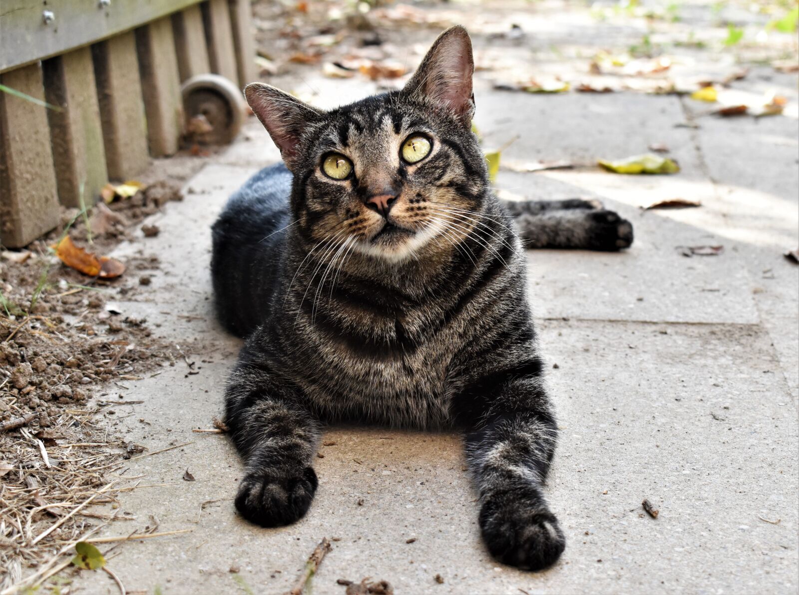 Nikon D3500 sample photo. Cat, short hair, nero photography