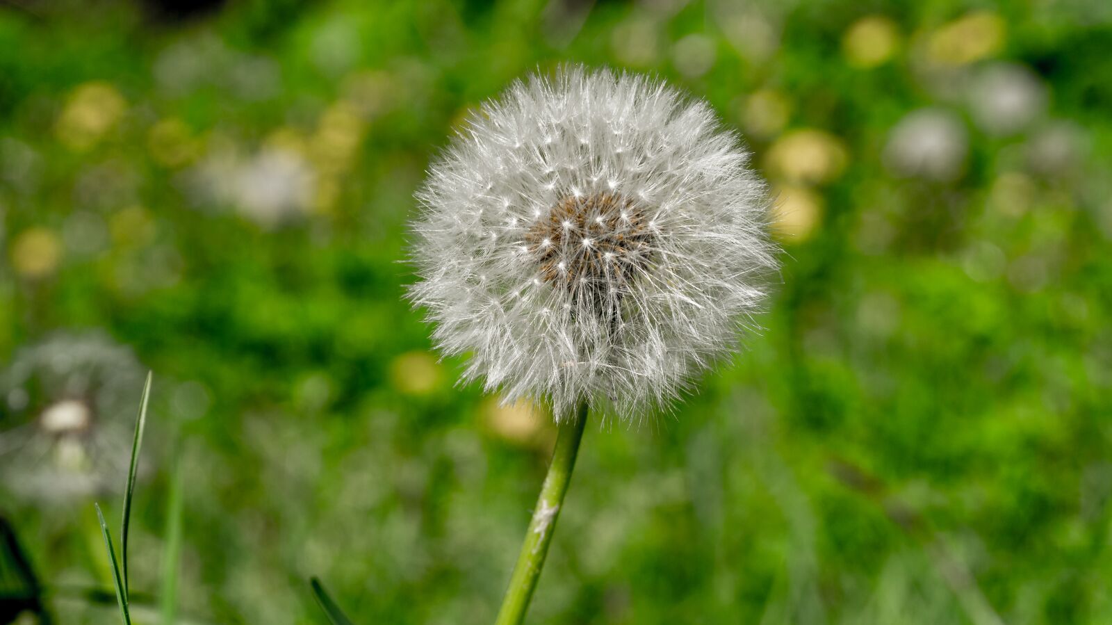 Sony Alpha a5000 (ILCE 5000) sample photo. Dandelion, nature, plant photography