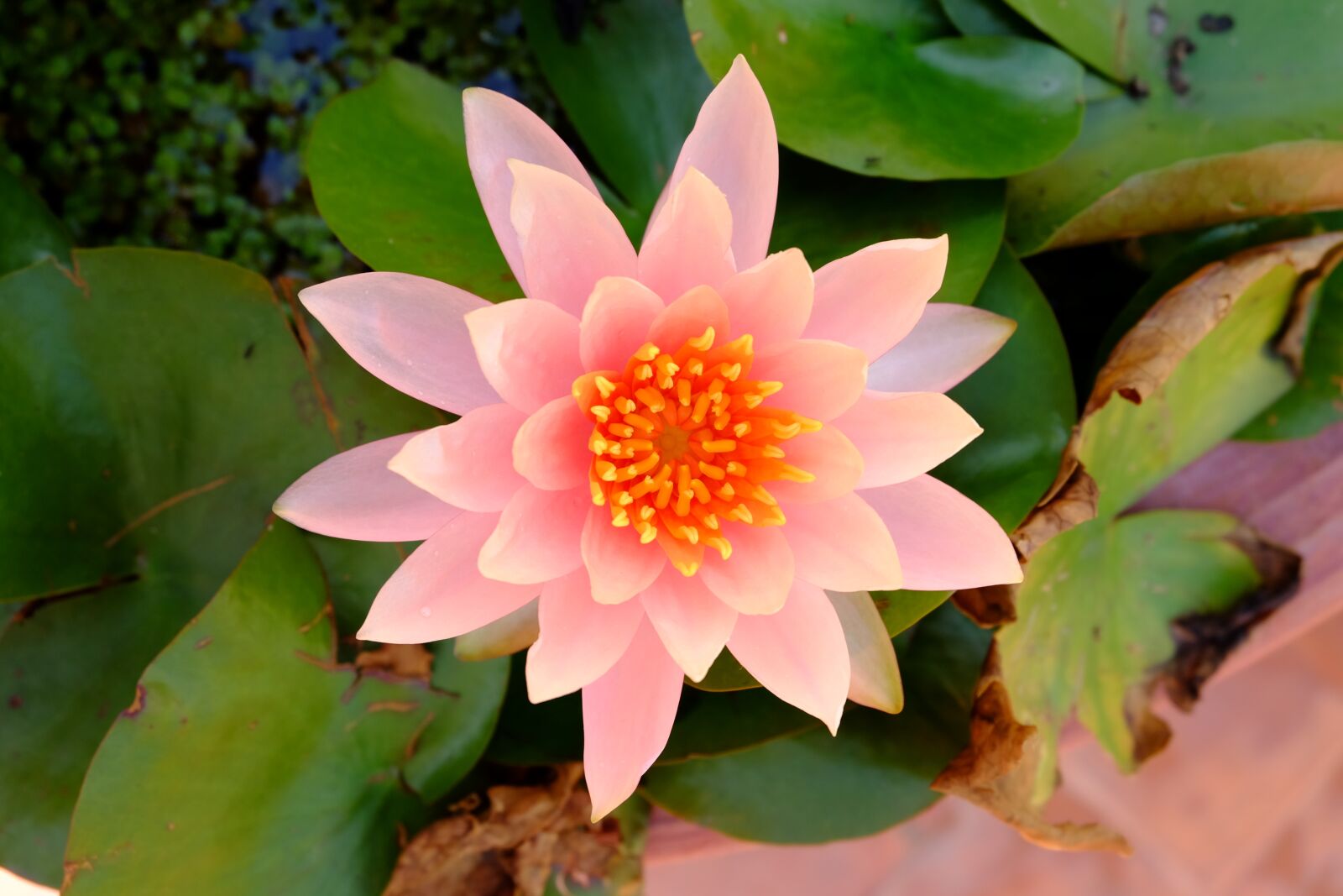 Fujifilm X-E2 + Fujifilm XC 16-50mm F3.5-5.6 OIS II sample photo. Pink lotus, lotus, beautiful photography