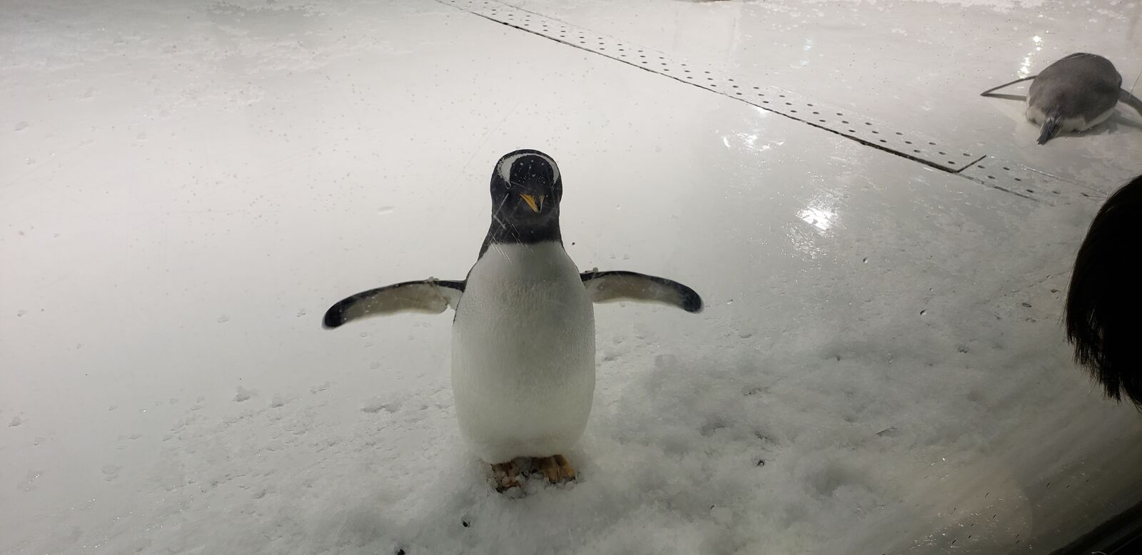 Samsung Galaxy S9+ sample photo. Penguin, animal, cute photography