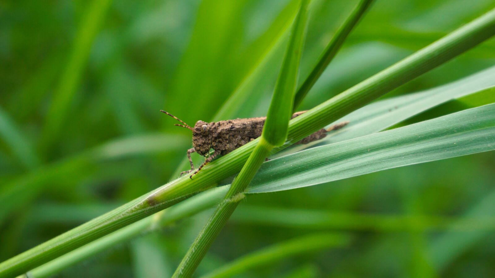 Sony E 16-50mm F3.5-5.6 PZ OSS sample photo. Grasshopper, grass, green photography