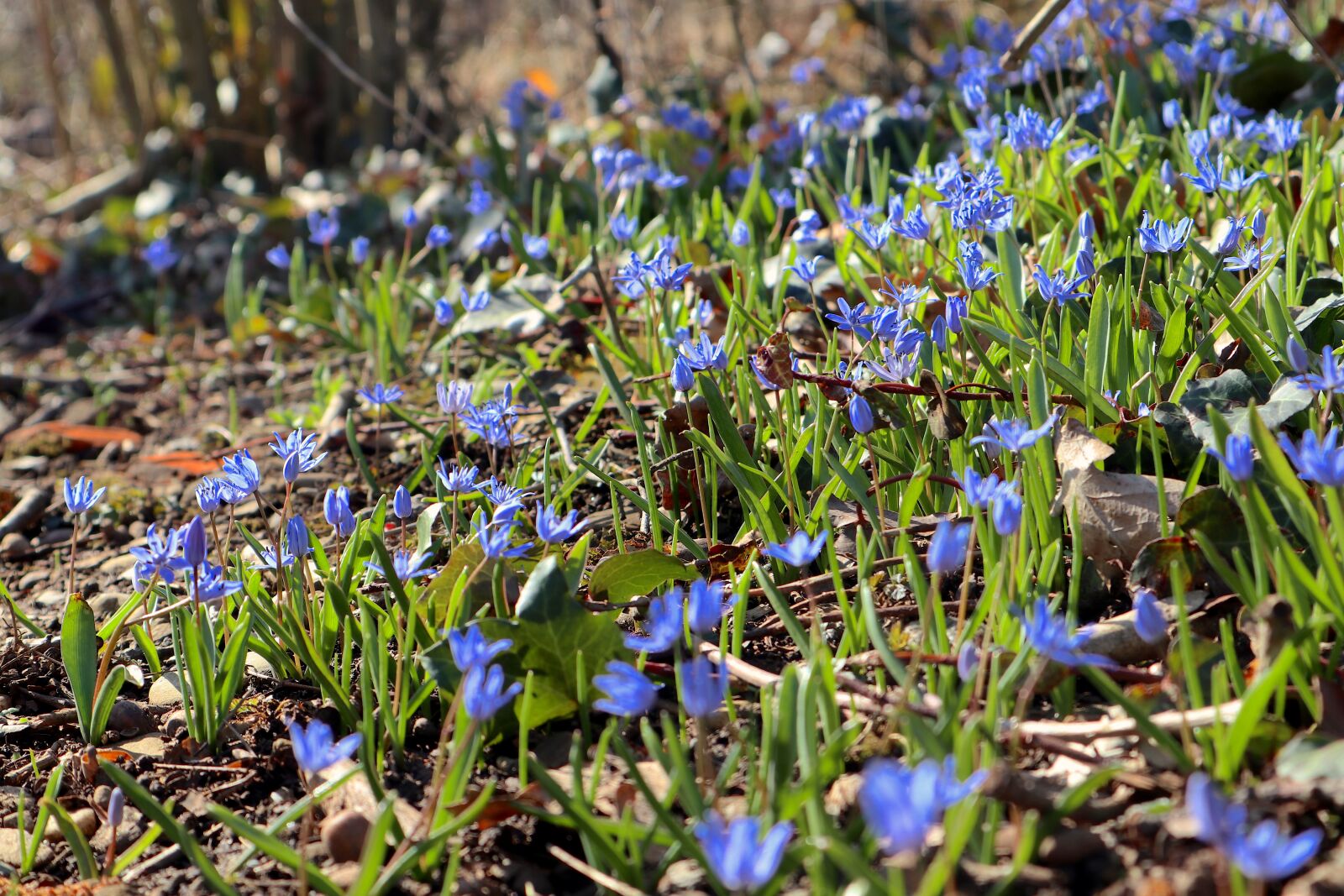 Canon EOS M100 sample photo. Blue star, flowers, the photography