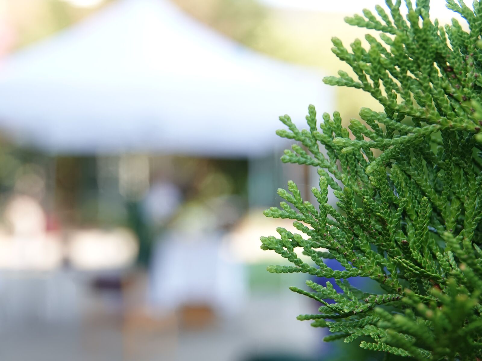 Sony Cyber-shot DSC-RX10 IV sample photo. Blurred pine tree, tent photography
