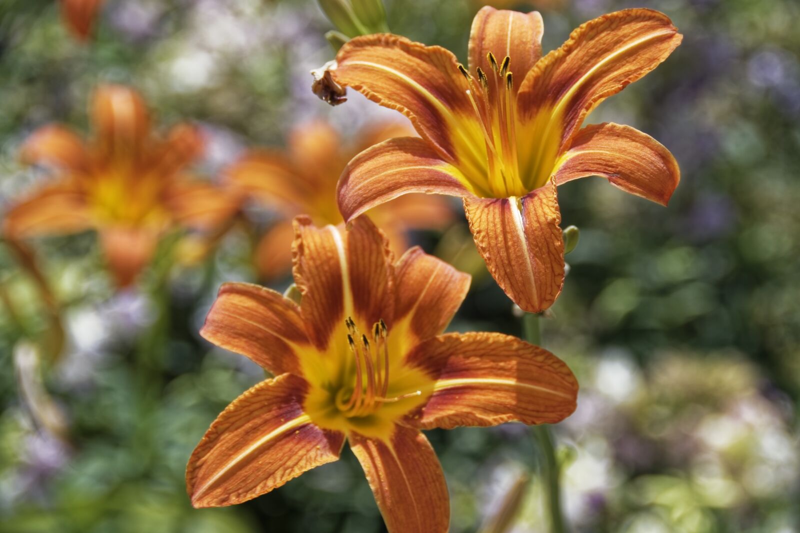 Nikon D500 sample photo. Flowers, plant, nature photography