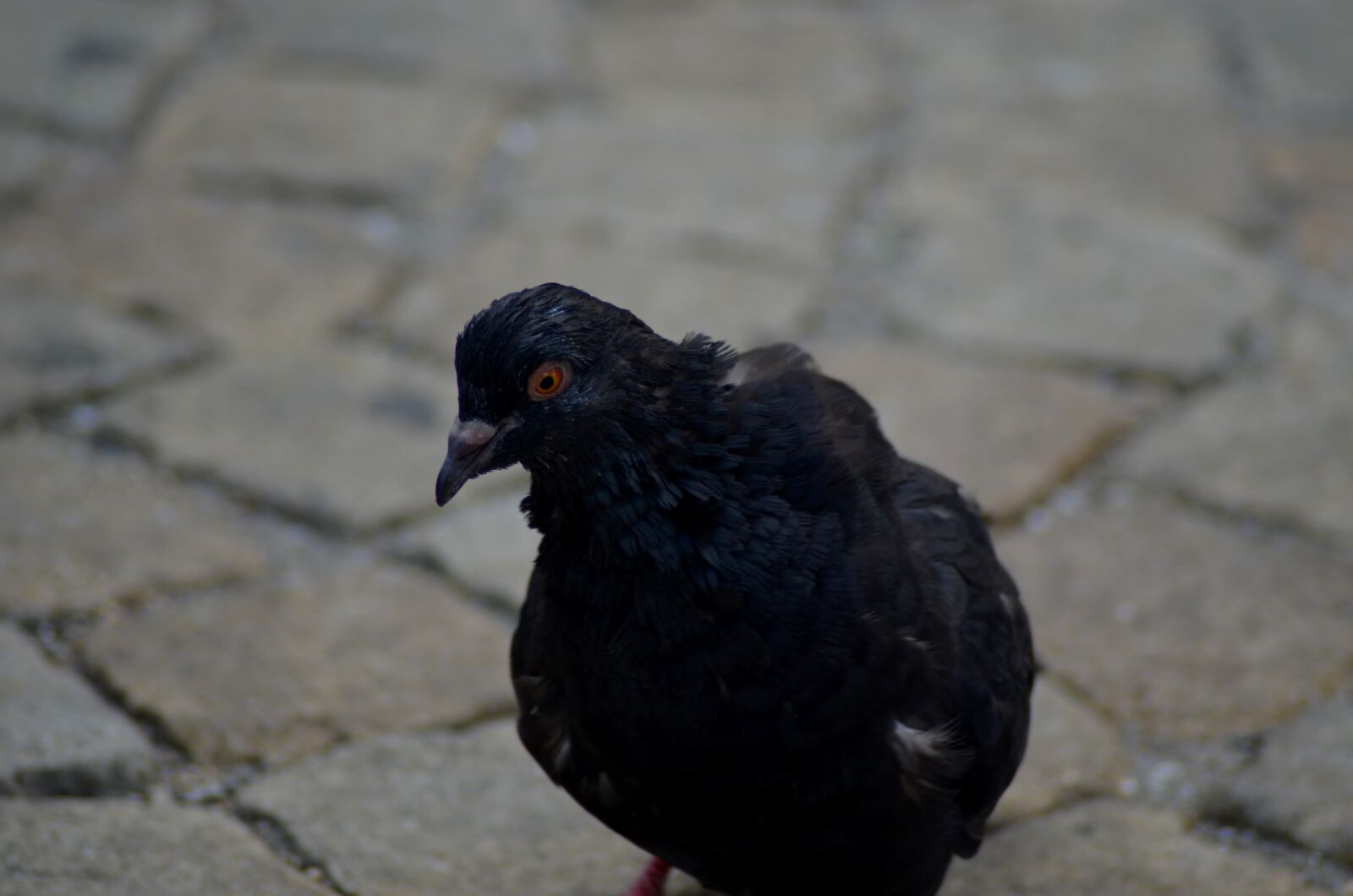 Nikon D5100 sample photo. Bird, dove, pen photography