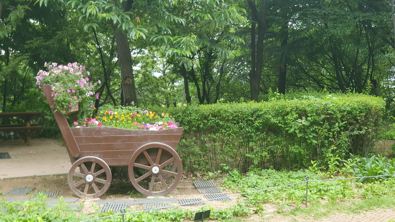 Samsung Galaxy S10 sample photo. Flower, park, garden photography