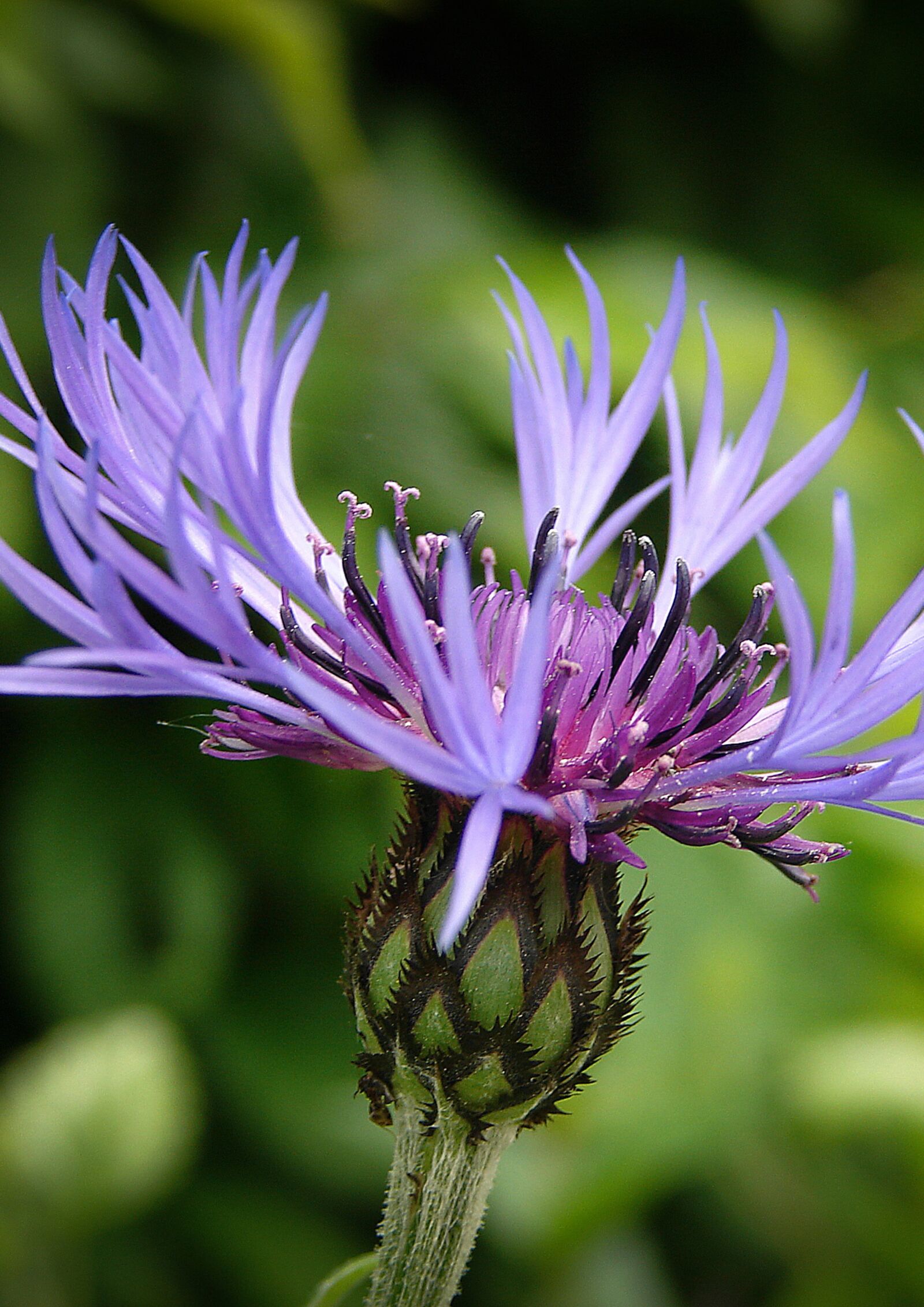 Sony DSC-H1 sample photo. Cornflower, flower, blue photography