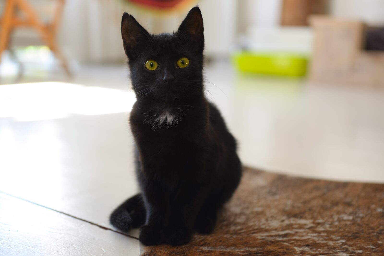 Nikon D610 sample photo. Black, cat, pet photography