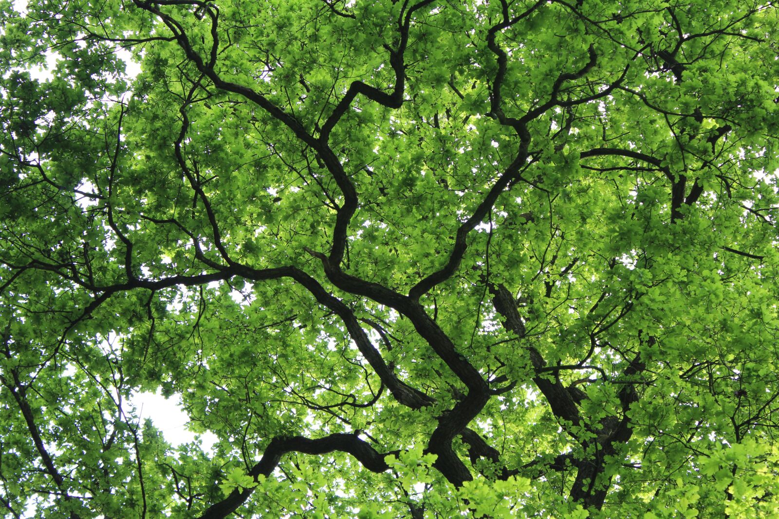 Canon EOS 1200D (EOS Rebel T5 / EOS Kiss X70 / EOS Hi) sample photo. Nature, tree, green photography