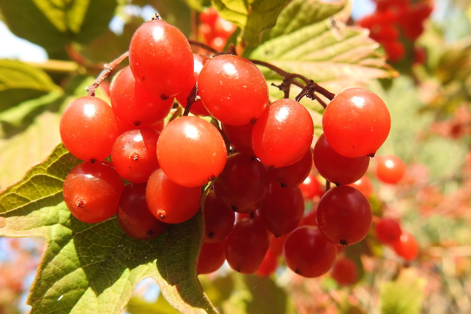 Nikon Coolpix P900 sample photo. Berries, berry red, leaves photography