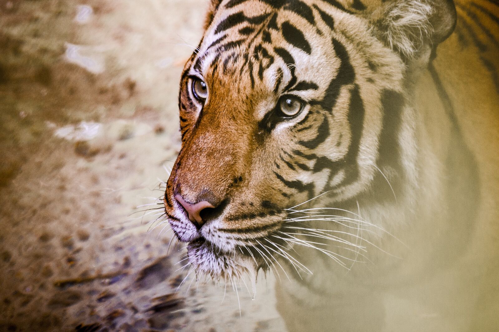 Nikon D90 sample photo. Aggression, angry, animal photography
