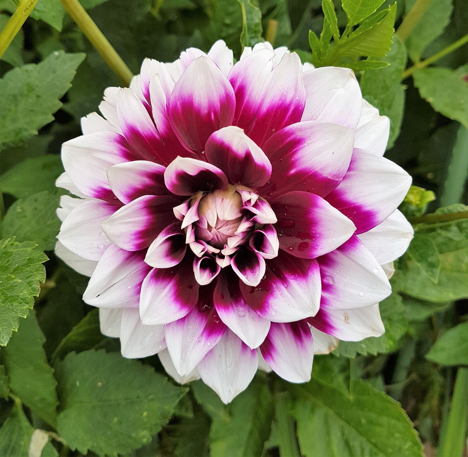 Samsung Galaxy S7 Edge sample photo. Flower, floral, plant photography