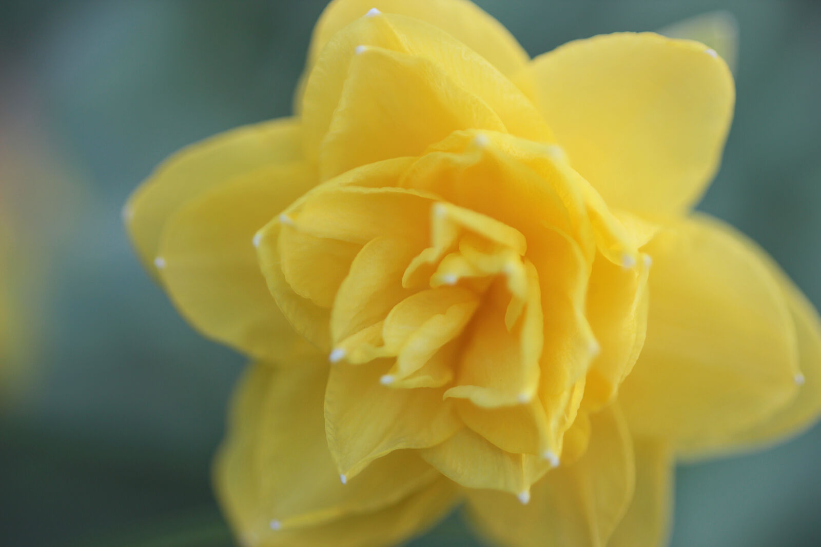 Canon EOS 600D (Rebel EOS T3i / EOS Kiss X5) + Canon EF 50mm F1.8 II sample photo. Bloom, daffodils, flower, garden photography