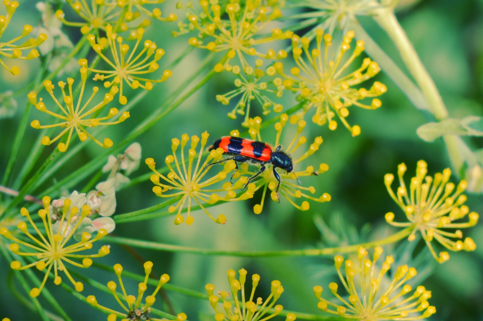 Nikon D5200 sample photo. Insect, flowers, red photography
