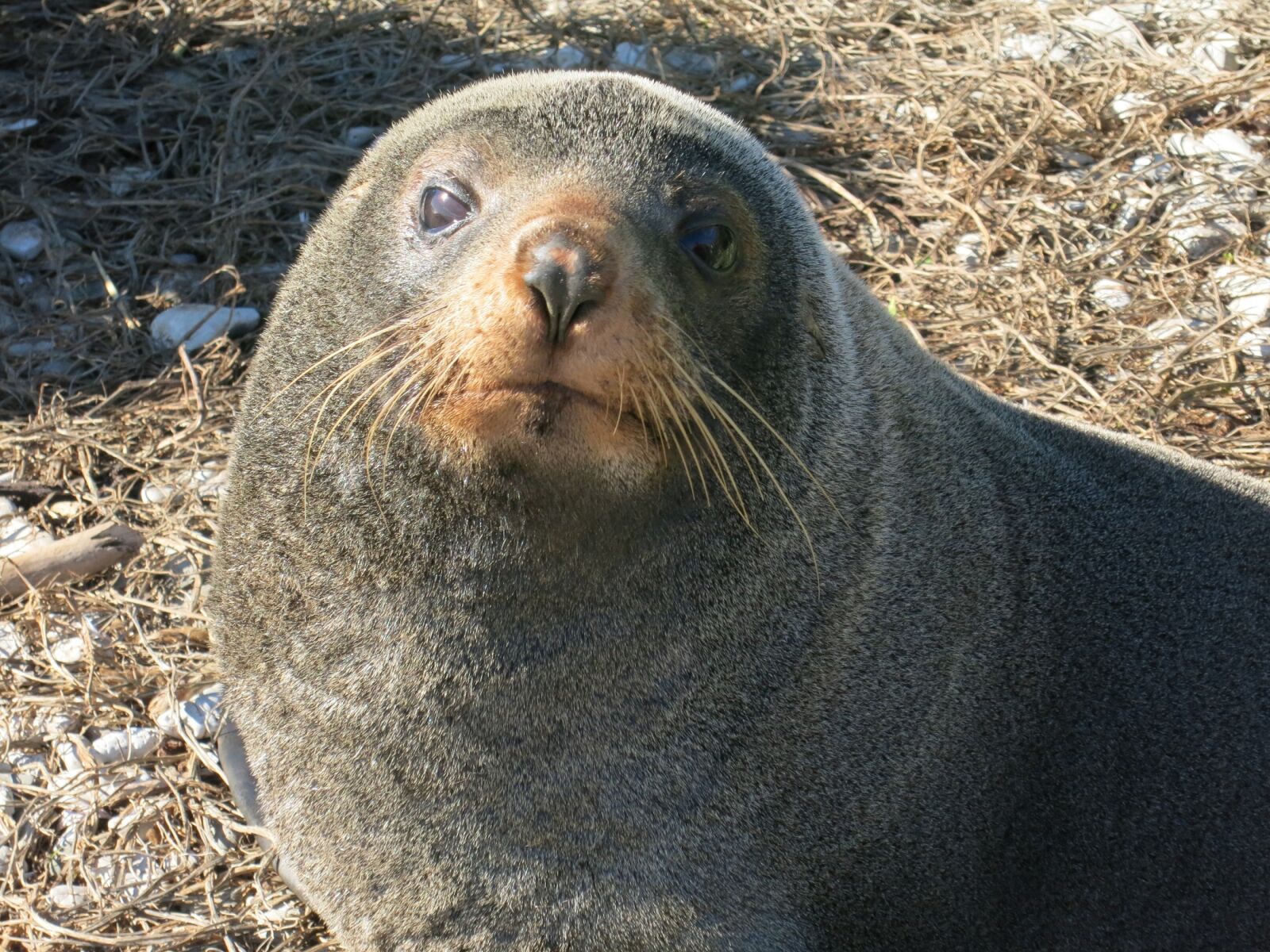 Canon PowerShot S110 sample photo. Seal, portrait, mammal photography