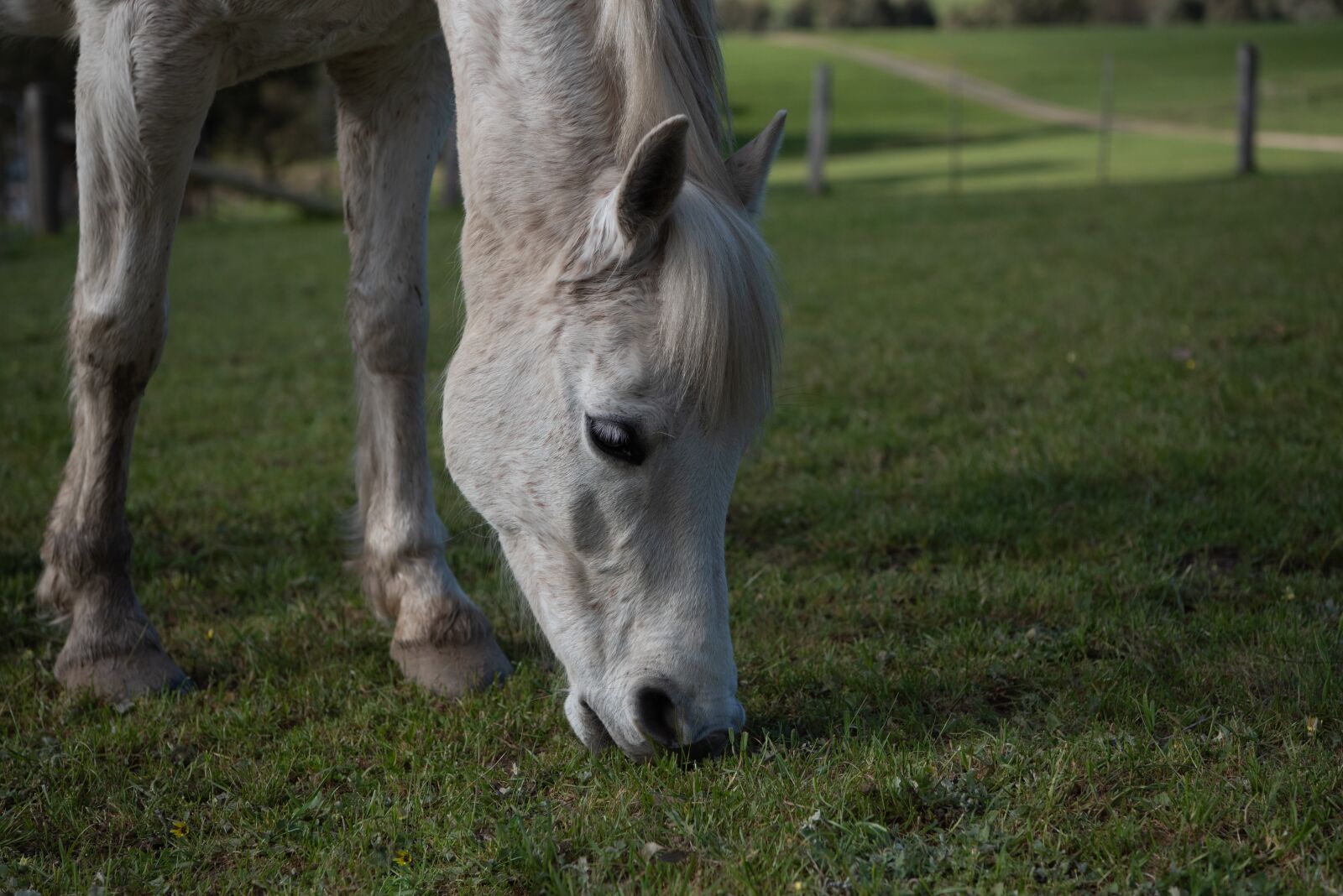 Nikon D750 sample photo. Horse, pony, australian pony photography