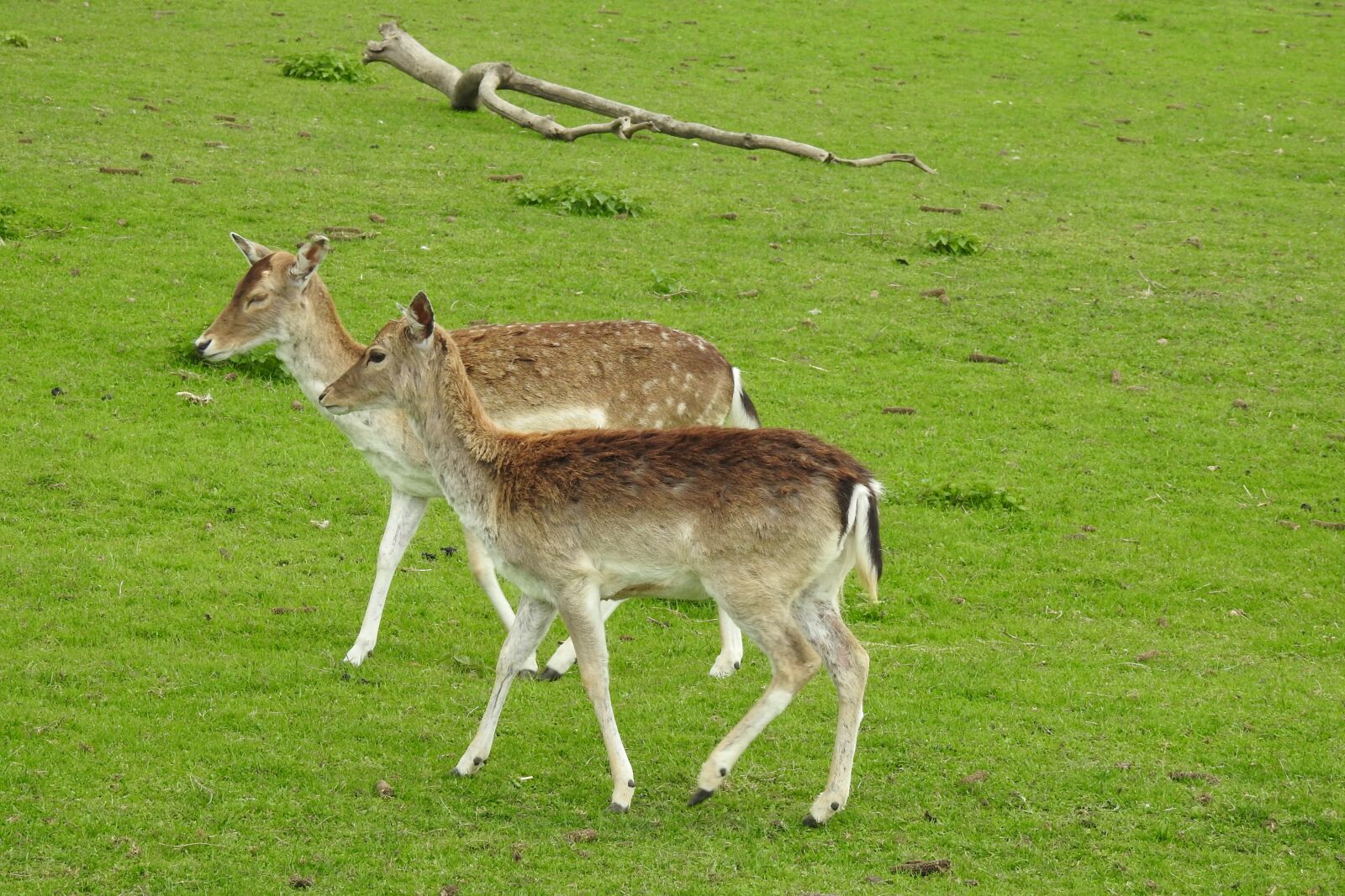 Nikon Coolpix P900 sample photo. Lawn, animals, mammals photography