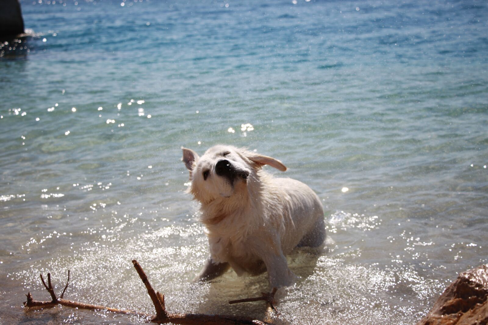 Canon EOS 50D sample photo. Golden retriever, dog, shake photography