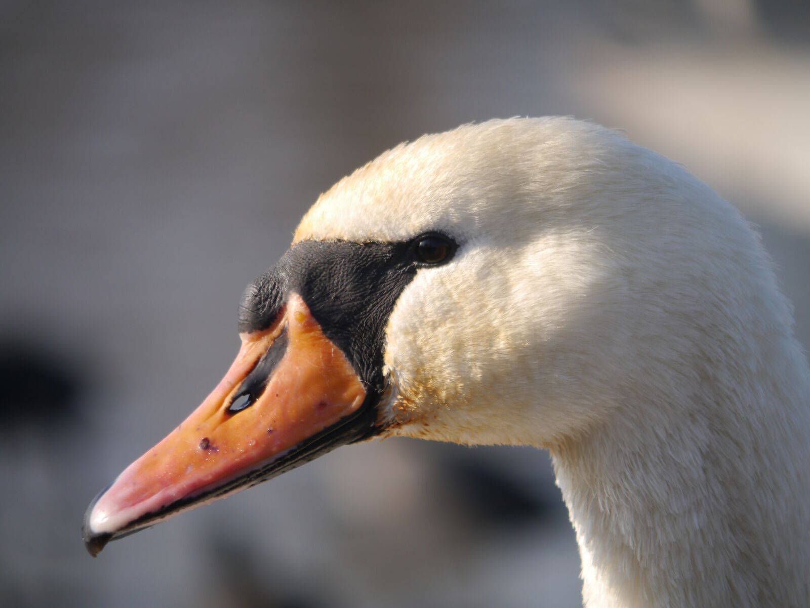 Panasonic Lumix DMC-G3 sample photo. Swan, bird, nature photography