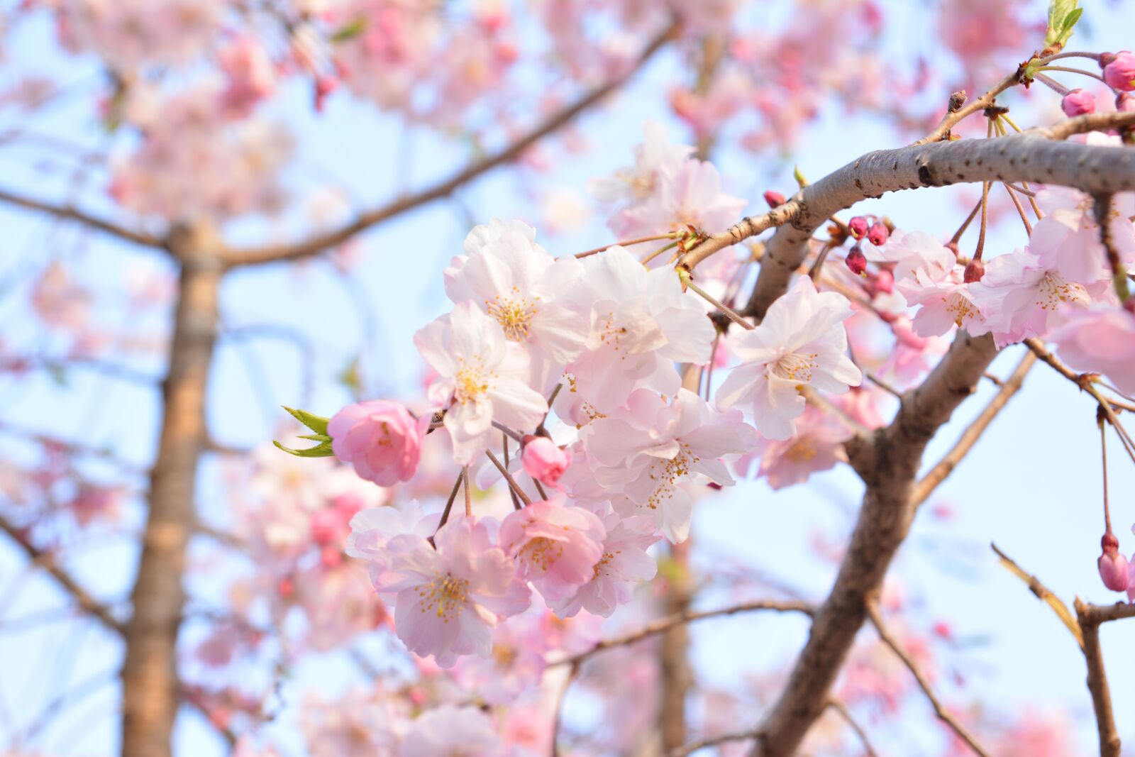 Nikon D7100 sample photo. Landscapes, trees, japanese cherry photography